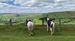 Freerein Riding Adventures